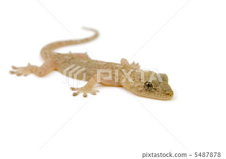 Japanese gecko Japanese gecko 5487878