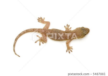 Japanese gecko Japanese gecko 5487881