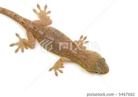 Japanese gecko 5487882
