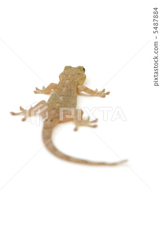 Japanese gecko 5487884