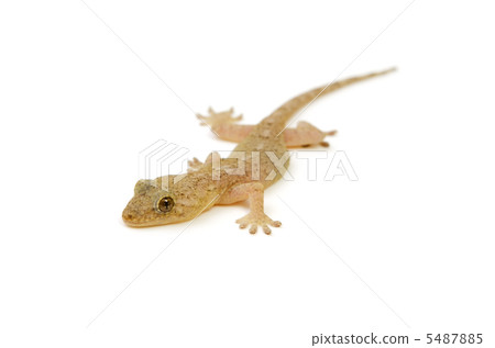 Japanese gecko 5487885