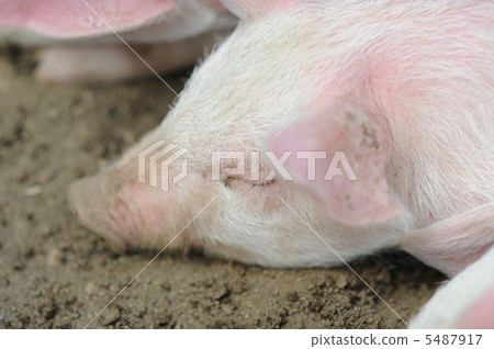 豬睡覺的臉可愛 5487917