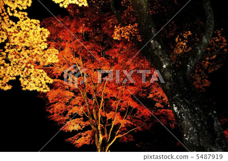 秋葉點亮 5487919