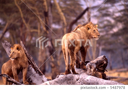 Young male lions 5487978