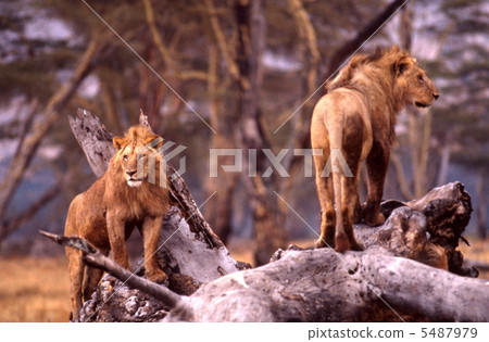 Young male lions 5487979