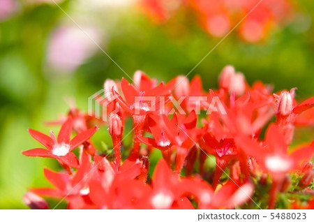Pentas family 5488023