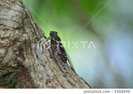 Tsukutsukubi 5488049