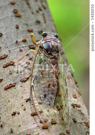 Evening cicada Evening cicada 5488050