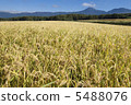 Rice field 5488076