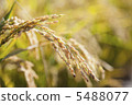 Rice field 5488077