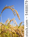 Rice field 5488079
