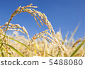 Rice field 5488080