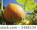 pumpkin 5488130