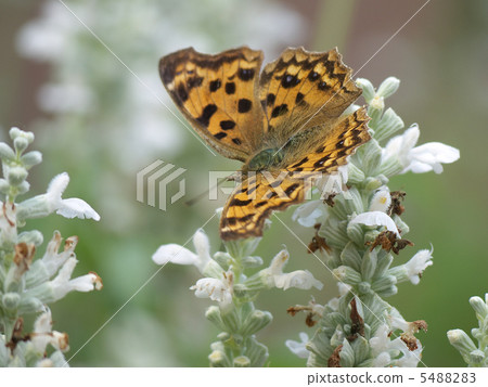 Kitatteha white salvia 5488283