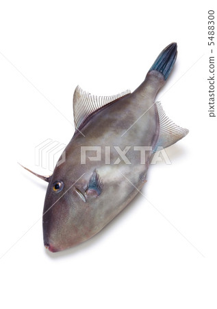 black scraper, horse dura haagi 5488300