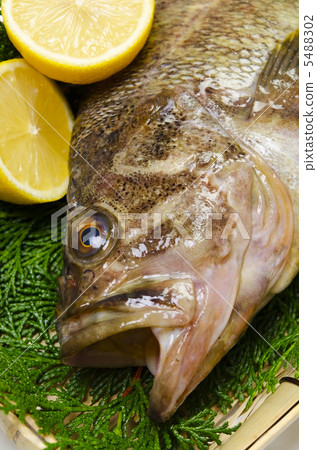threestripe rockfish, Shimazonoi threestripe rockfish, Shimazonoi 5488302