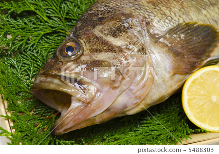 threestripe rockfish, Shimazonoi threestripe rockfish, Shimazonoi 5488303