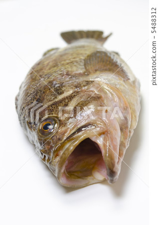 threestripe rockfish,Shimazonoi threestripe rockfish,Shimazonoi 5488312