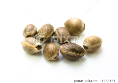 Hemp fruit Hemp fruit 5488325