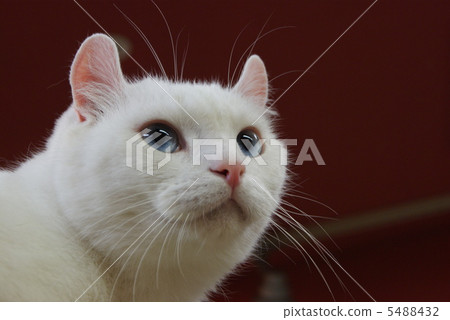 A good face of a cat · American curled wrapped ears · Horizontal position A good face of a cat · American curled wrapped ears · Horizontal position 5488432