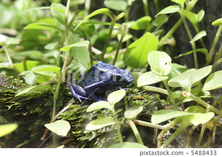 Poisonous Yadokuda frog Poisonous Yadokuda frog 5488433