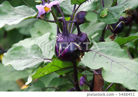 圓的茄子生長領域Marugus茄子 5488451