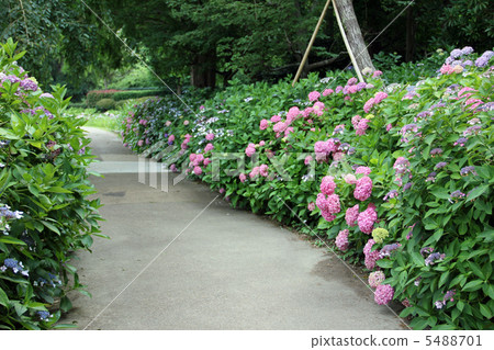 Hydrangea road Hydrangea road 5488701