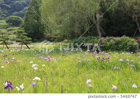 鳶尾花園 鳶尾花園 5488747
