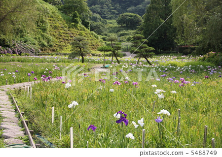 鳶尾花園 5488749