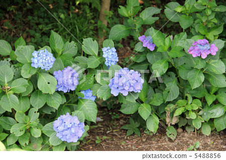 hydrangea   5488856