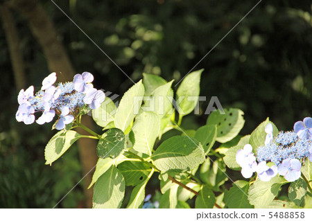 hydrangea hydrangea 5488858