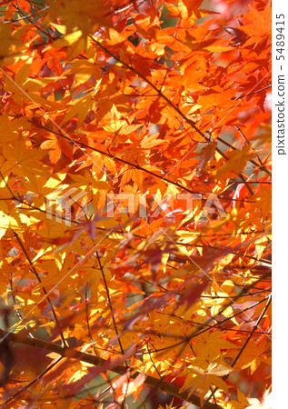 Autumn leaves Autumn leaves 5489415