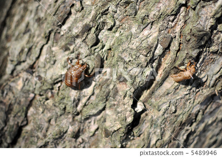 Cicada shell Cicada shell 5489946