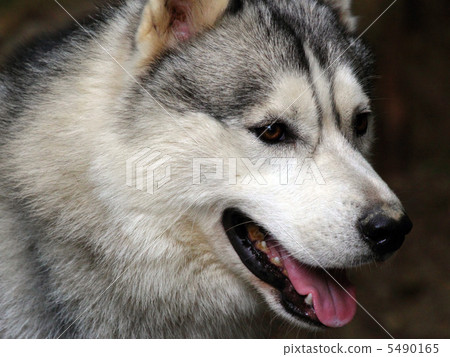 Siberian Husky 5490165