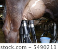milking 5490211
