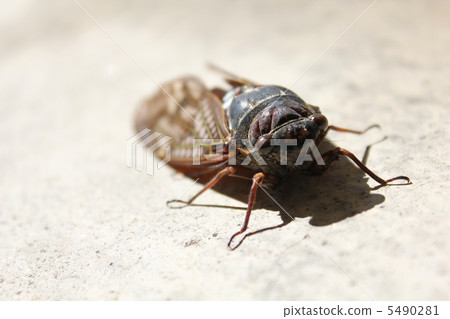 Summer bug! ! Summer bug! ! 5490281