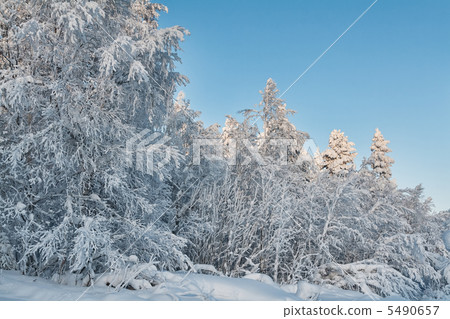 Winter snow-covered forest on the background of blue sky 5490657