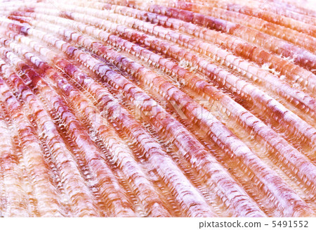 Sea shell background Sea shell background 5491552