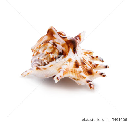Sea shell Sea shell 5491606