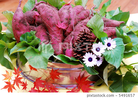 Sweet potato Sweet potato 5491657