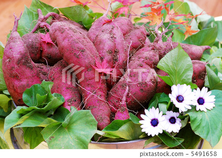 Sweet potato Sweet potato 5491658