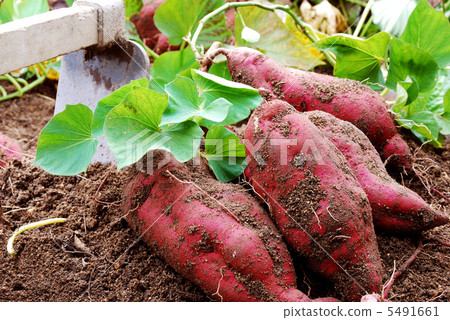 Sweet potato 5491661