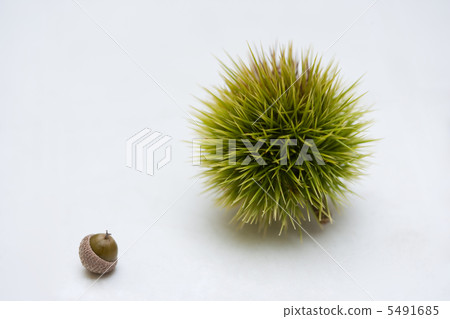 板栗和橡子 5491685