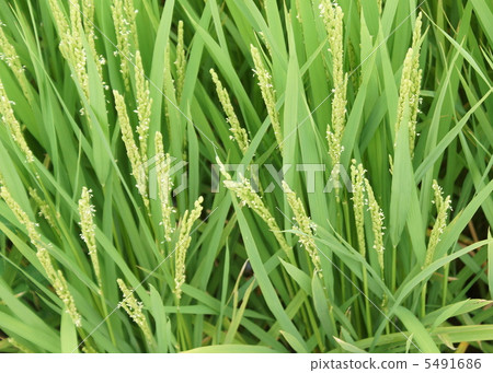 3 Inaho Flower 5491686