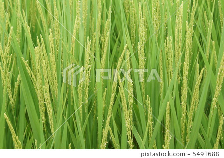 2 Inaho Flower 5491688