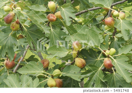 Ichidiku真實 5491748