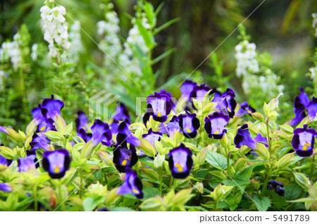 September Torenia · Gamanohagusa family 19 5491789