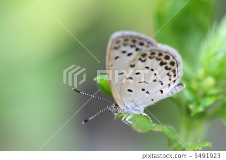 大和Shizimi 5491923