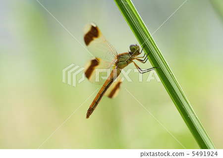 Miyama Macane Miyama Macane 5491924