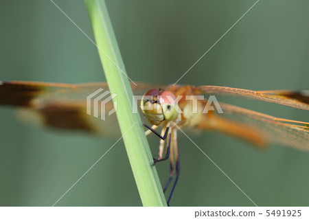 Miyama Macane 5491925